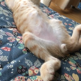 2018年8月25日の画像