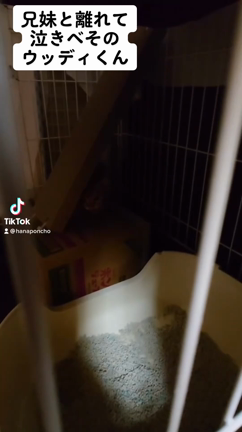 おとこのこねこ〜の記事動画