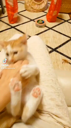 子猫、大人猫、猫様の記事動画