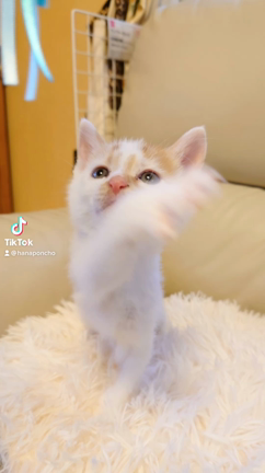 おとこのこねこ〜の記事動画