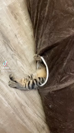 子猫、大人猫、猫様の記事動画