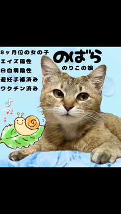 猫とASOBOの記事動画