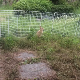 外は 色々な音(ね)が…  (うさぎマロン)の画像