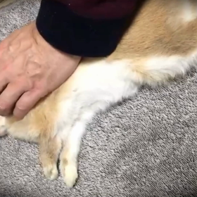 今日のうさぎのマロンの画像