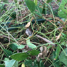 すごい！かまきり、蜂に挑むの画像
