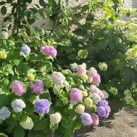 レインボーな紫陽花の画像