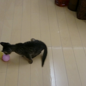 憩いのひとときの画像