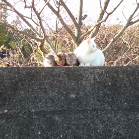 ご無沙汰してますの画像
