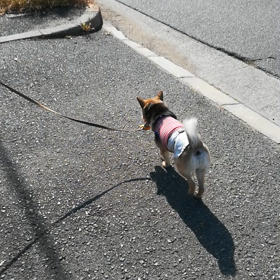散歩の画像