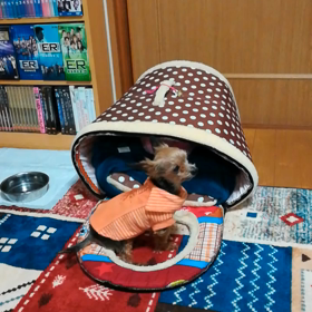 クロの画像