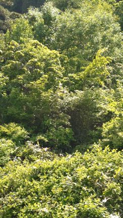 エゾハルゼミの初鳴きとアサツキの花の記事動画