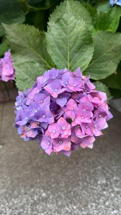 キレイに咲いたミックス紫陽花！の記事動画