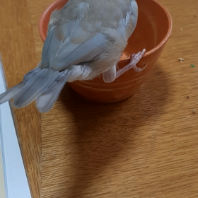 小豆　エサを食べる様子の画像