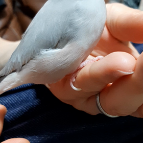 文鳥の画像