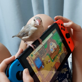 ことりさん、画面で動く小さなものつっつくの画像