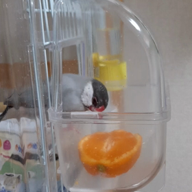みかんすきやねん。の画像