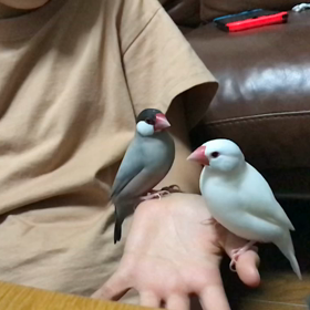 小鳥2羽の画像