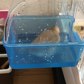 小鳥さん、新しいプールで水浴びの画像