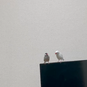 叶わぬ欲望の画像