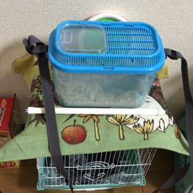 文鳥の泣き声の画像