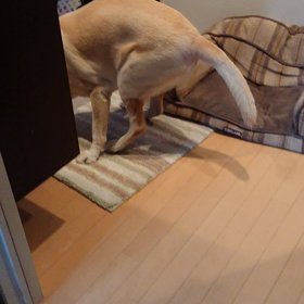 そらたんの記録の画像