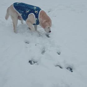 雪は嬉しいの画像