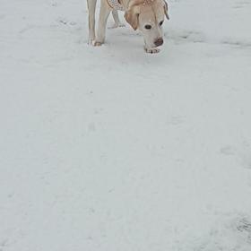久しぶりの雪の画像