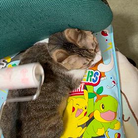 ちゅんちゃんの画像