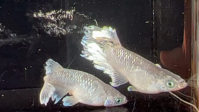 Instagramの更新をしました。10/15の記事動画