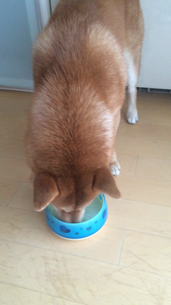 柴犬 時晴(ときはる)が行く   ～やっぱり夏は水浴びの巻の記事動画