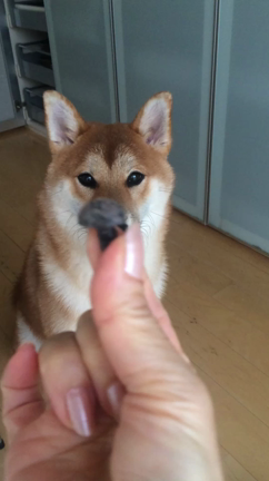 柴犬 時晴(ときはる)が行く   ～やっぱり夏は水浴びの巻の記事動画