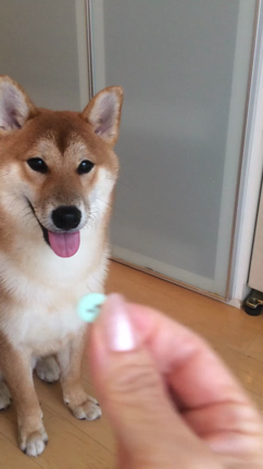 柴犬 時晴(ときはる)が行く   ～やっぱり夏は水浴びの巻の記事動画