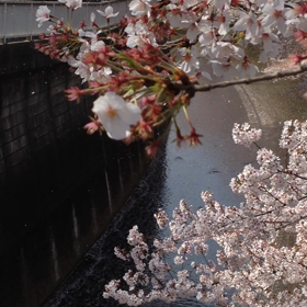 桜吹雪の画像