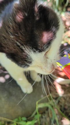 きょうは本気の❤お疲れとるデー(と猫日記)の記事動画