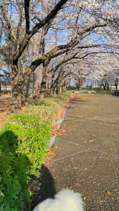 新年度❤サクラ満開いつもの公園で早朝んぽの記事動画