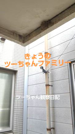 ２日ぶりの超早朝んぽ❤超早朝放牧とツーちゃんファミリーの記事動画