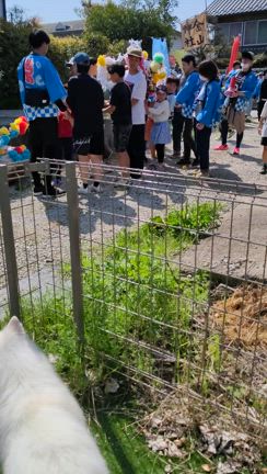 公園はしご朝んぽ❤御幸祭。御神輿わっしょいの記事動画