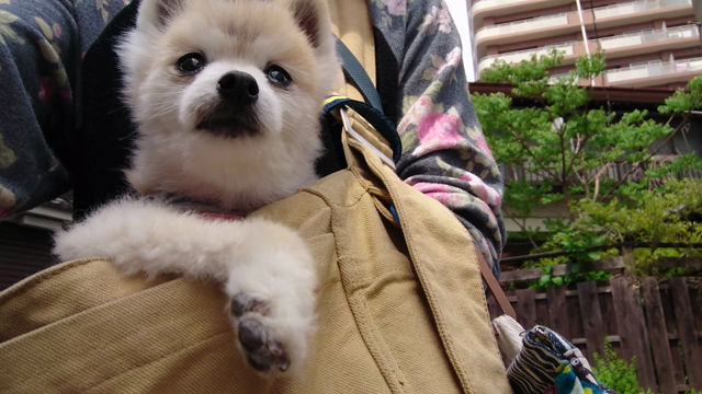 今日のじゃっこの記事動画