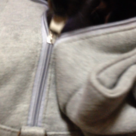 レオくんのお遊び（笑）の画像