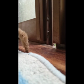 猫じゃらしの画像
