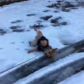 雪とjack‼️の画像