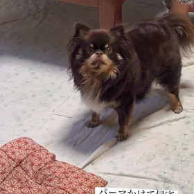 痴呆？の画像