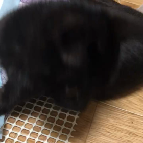 脳障害の猫の画像