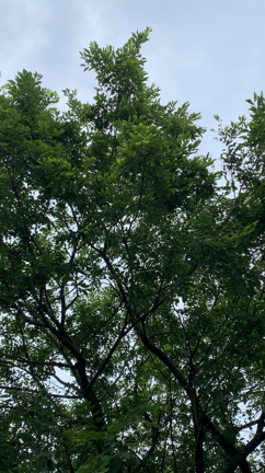 アブラゼミ初鳴きの記事動画