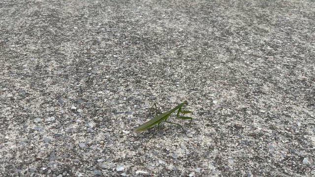 かまきり　久しぶり。の記事動画