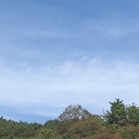 とんびの画像
