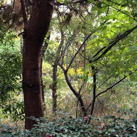 鳥の声の画像