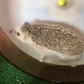 ジュネル？？の画像