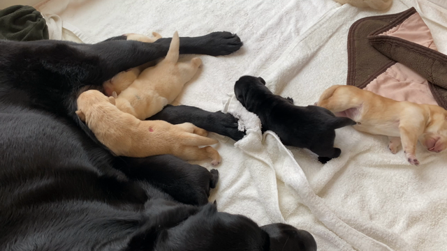 【富士ハーネス】繁殖犬ダイナの赤ちゃん誕生＆子犬たちの様子の記事動画