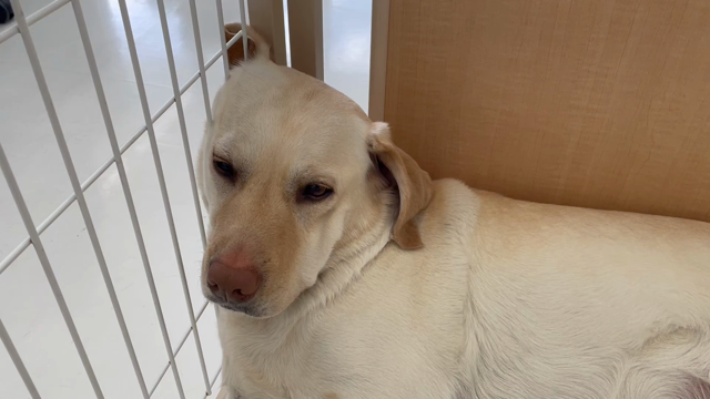 【富士ハーネス】ヘーゼルの不思議なくつろぎ方の記事動画